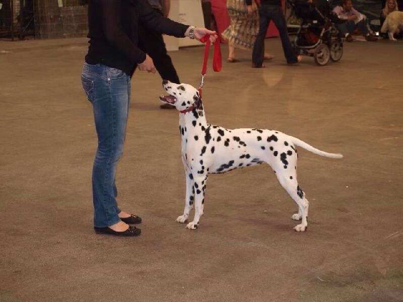 Hana des pierres du Gaudy dite "Holly" lors des expositions