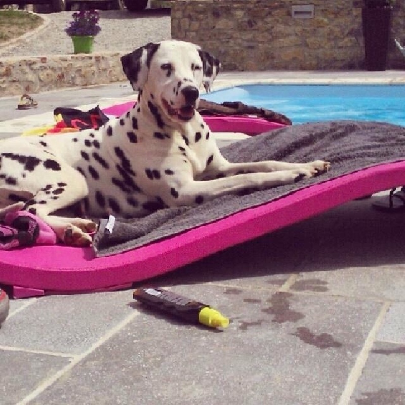 Holly notre amour de dalmatien